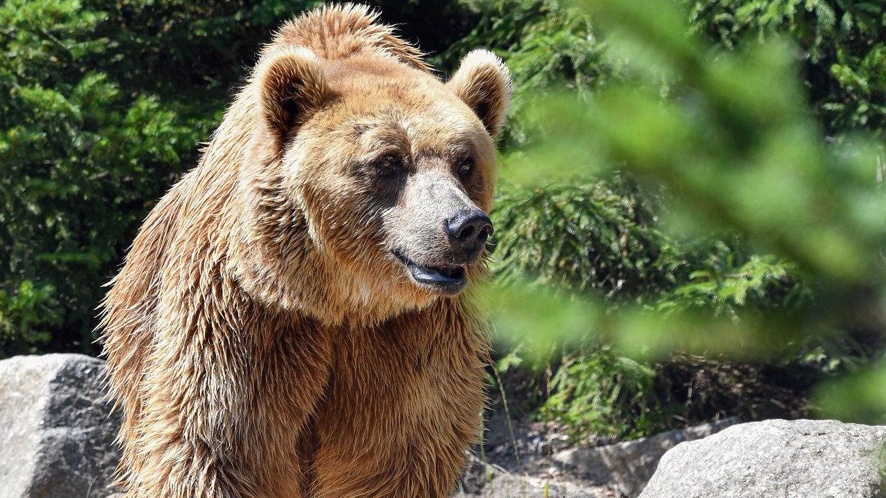 niedźwiedzica Tatry